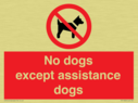 no-dogs-except-assistance-dogs~